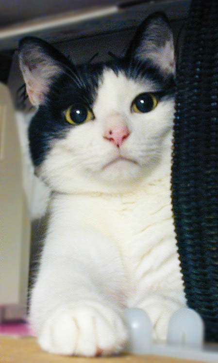 動物愛護