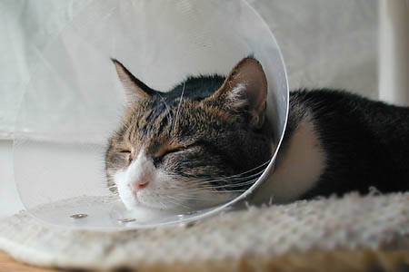 器うつわ猫皿ネコ皿手作り足つき脚付き